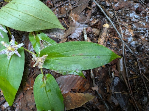 Tricyrtis affinis, photograph 1