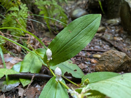 Tricyrtis affinis, photograph 2