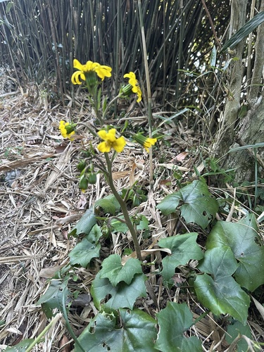 Farfugium japonicum