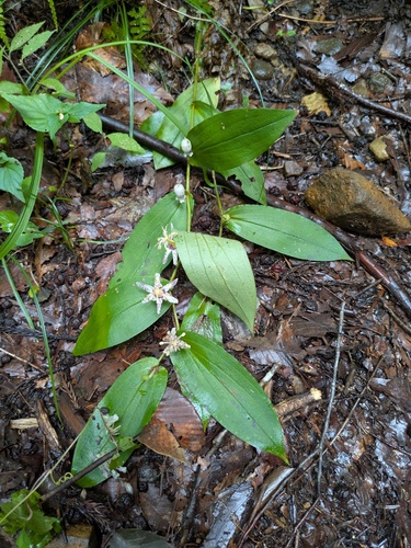 Tricyrtis affinis, photograph 3