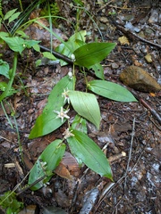 (c) Timur Kalininsky, some rights reserved (CC BY) Tricyrtis affinis, photograph (c) Timur Kalininsky, some rights reserved (CC BY)