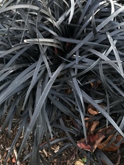 Ophiopogon planiscapus