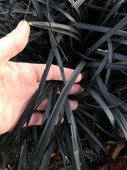 Ophiopogon planiscapus