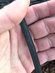 Ophiopogon planiscapus