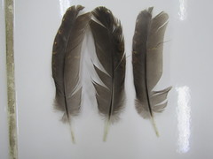 Tinamiformes