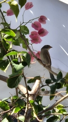 Dead Sea Sparrow photo 5