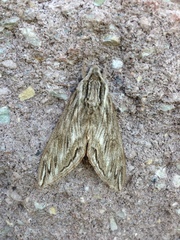 Sphinx canadensis