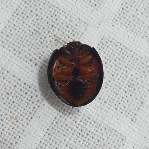 Twice-struck Lady Beetle photo 4
