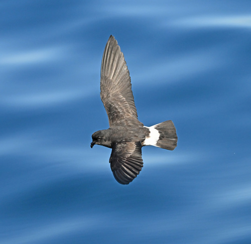 Paíño europeo (Hydrobates pelagicus)