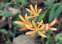 Lycoris sanguinea sanguinea