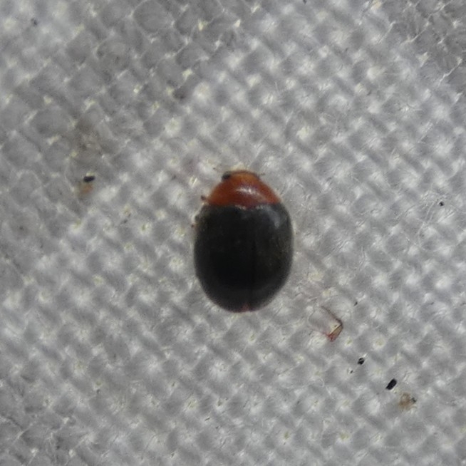 Scymnus cervicalis