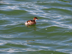 Rollandia microptera