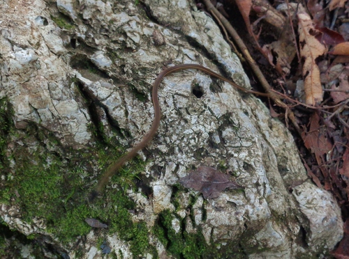 Nuevo Leon Graceful Brown Snake