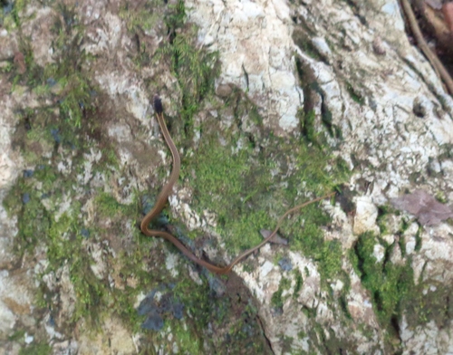 Nuevo Leon Graceful Brown Snake