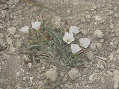 Convolvulus lineatus