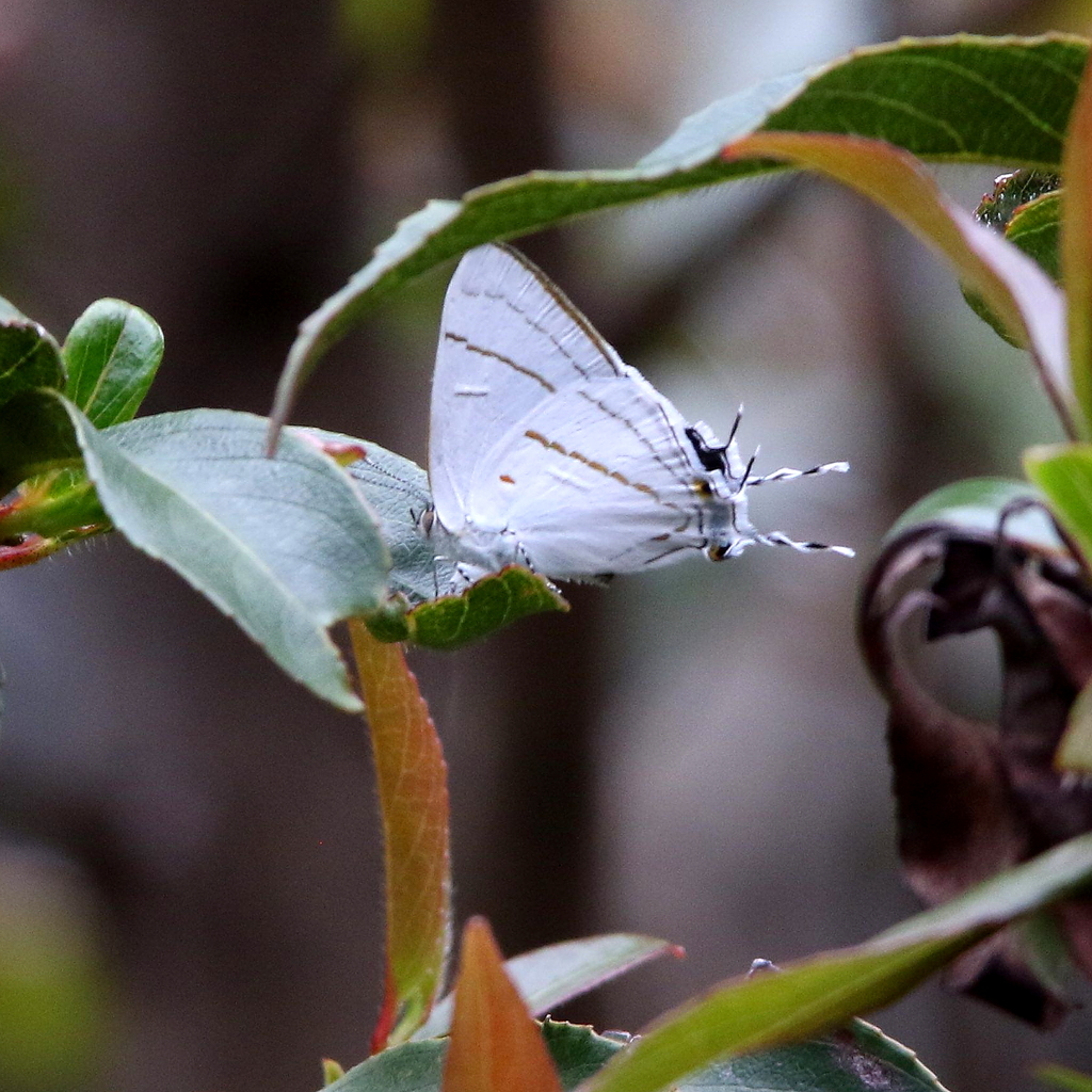 Buxton's hairstreak