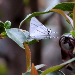 Buxton's Hairstreak - Photo (c) leslie_reynolds12, some rights reserved (CC BY-NC)
