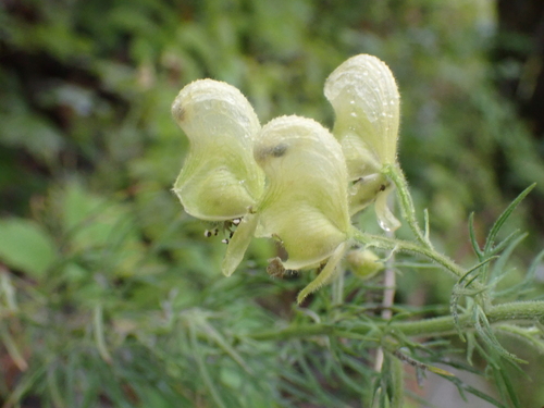 Yellow monkshood (Aconitum anthora)