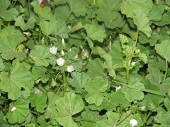 Malva neglecta