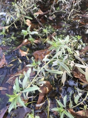 Proserpinaca pectinata