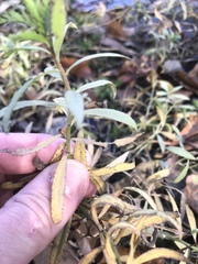 Proserpinaca pectinata