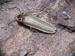 Photinus signaticollis
