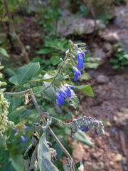Salvia urolepis