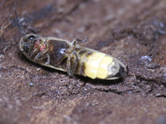 Photinus signaticollis