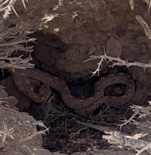 Palestine Saw-scaled Viper