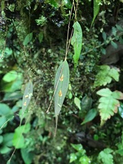 Lepanthes ricaurtensis
