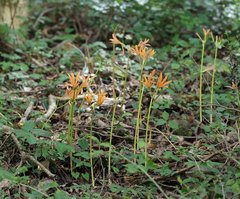 Lycoris sanguinea sanguinea