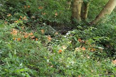 Lycoris sanguinea sanguinea