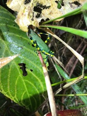 Chromacris psittacus