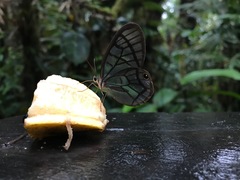 Dulcedo polita