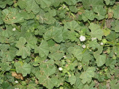 Malva neglecta