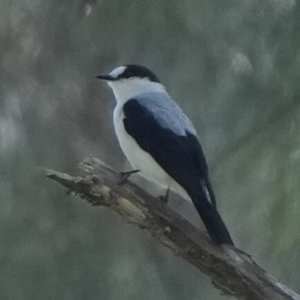 Torrent Flyrobin (Monachella muelleriana), photo 1