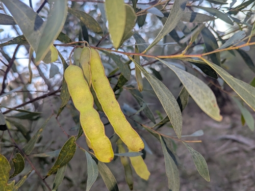 Acacia penninervis penninervis