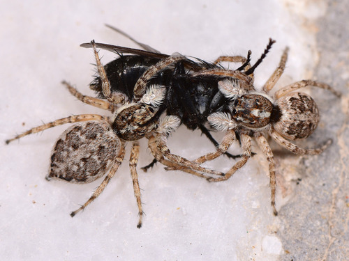 Half-edged Wall Jumping Spider, Psili Ammos, Serifos, Grecia, photo 5 of 10