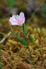 Claytonia tuberosa