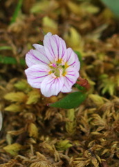 Claytonia tuberosa
