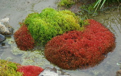 Imbribryum
