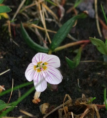 Claytonia tuberosa