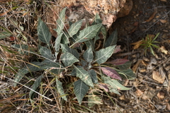 Oenothera brachycarpa