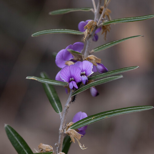 Hovea purpurea observed 2025-09-24