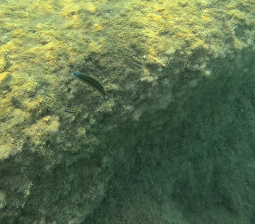 Thalassoma pavo
