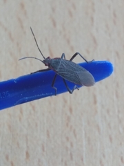 Jadera parapectoralis
