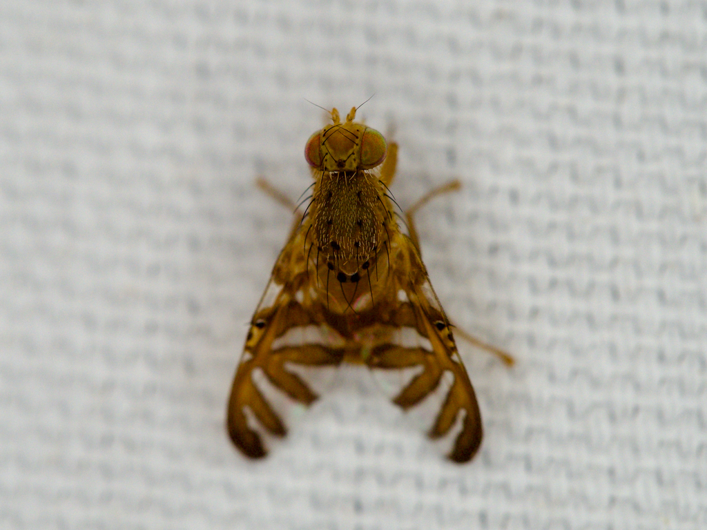 Oedaspis japonica