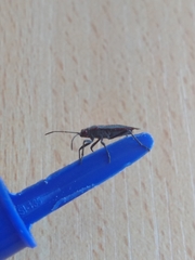 Jadera parapectoralis