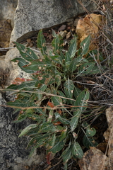 Oenothera brachycarpa