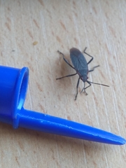 Jadera parapectoralis